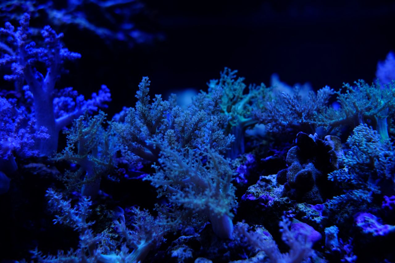 Close-up of coral in aquarium