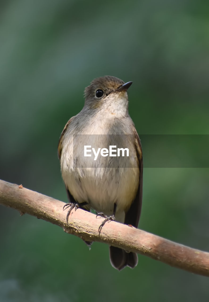 Taiga flycatcher