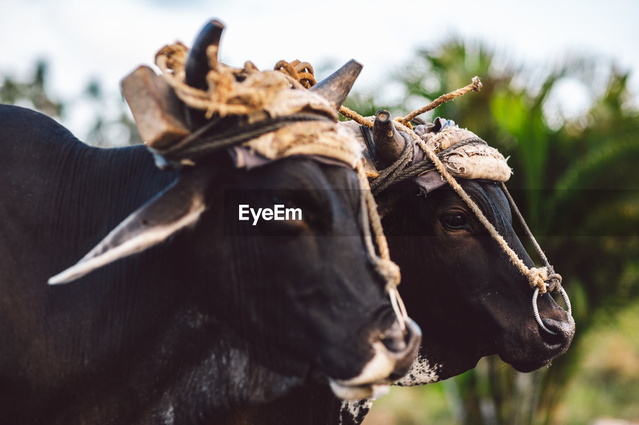 Close-up of cows