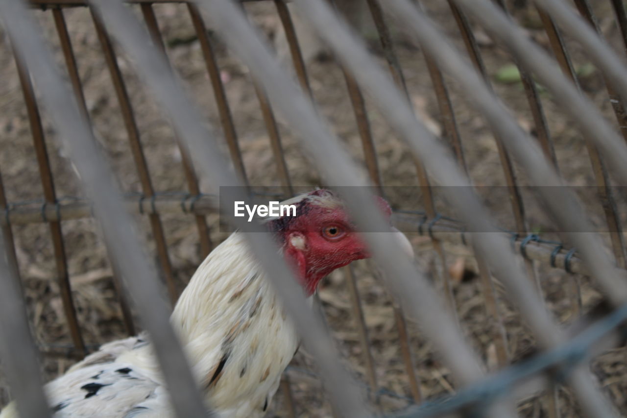 animal themes, bird, animal, close-up, one animal, livestock, chicken, domestic animals, beak, no people, nature, agriculture, pet, mammal, selective focus, fence, day, animal body part, outdoors, wing, cage, rooster