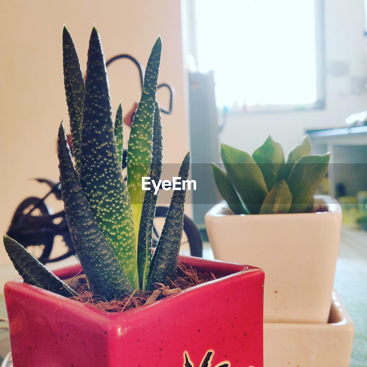 Close-up of succulent plant at home