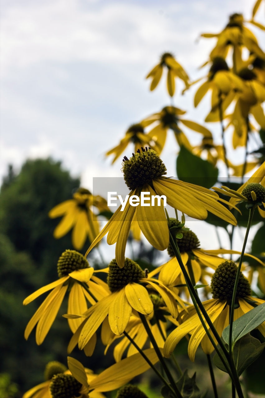 CLOSE-UP OF YELLOW FLOWERING PLANTS