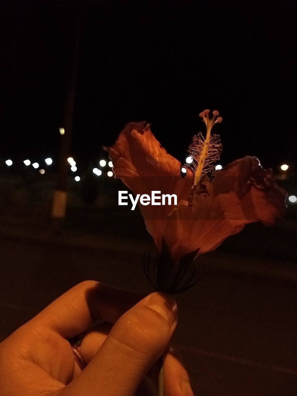 CLOSE-UP OF PERSON HAND HOLDING RED ROSE