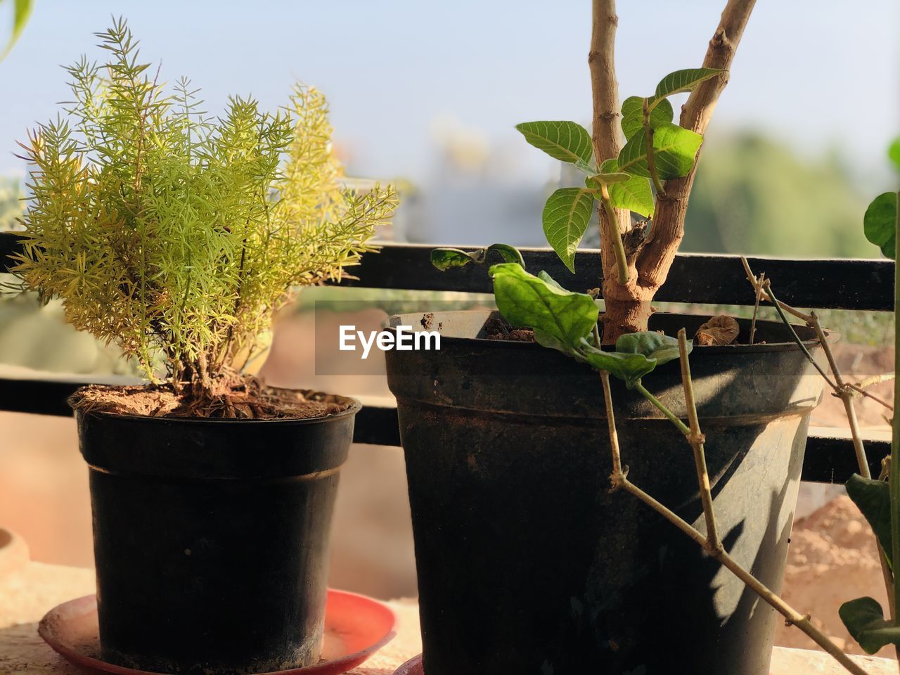 Close-up of potted plant