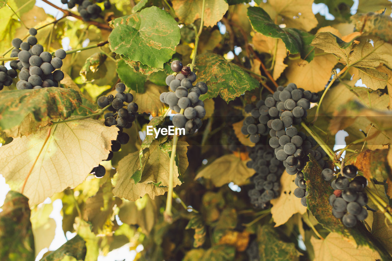 Close-up of grapes growing in vineyard