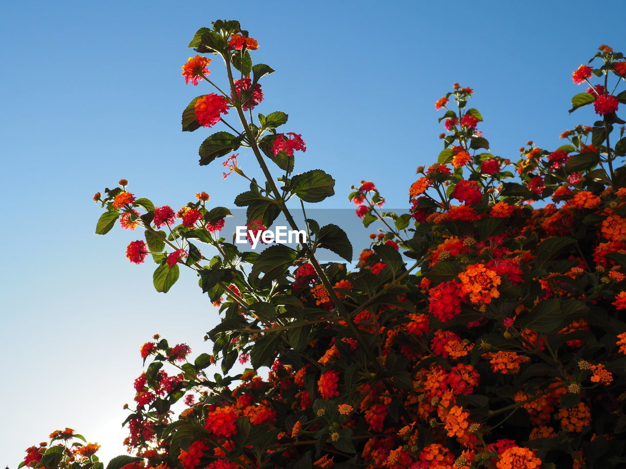 LOW ANGLE VIEW OF FLOWERING PLANT AGAINST SKY