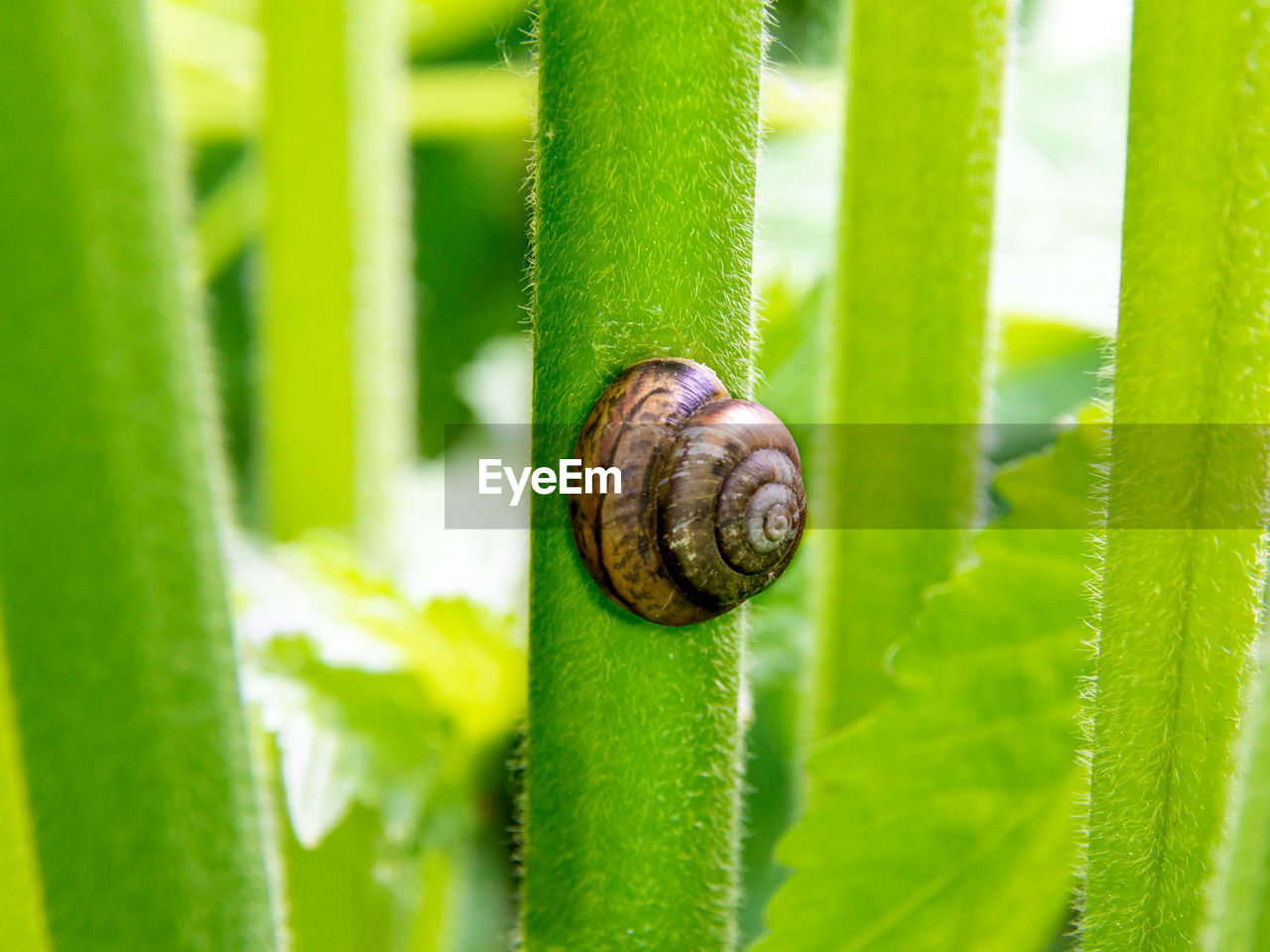 CLOSE-UP OF SNAIL ON GREEN LEAF