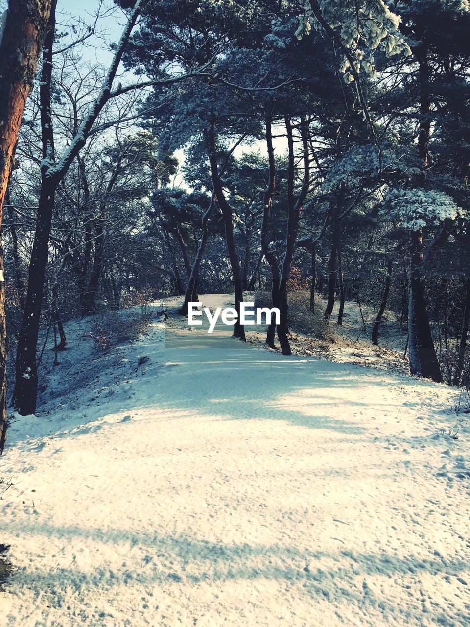 BARE TREES IN SNOW COVERED LANDSCAPE