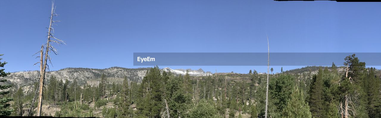 PANORAMIC SHOT OF TREES ON LANDSCAPE AGAINST CLEAR BLUE SKY