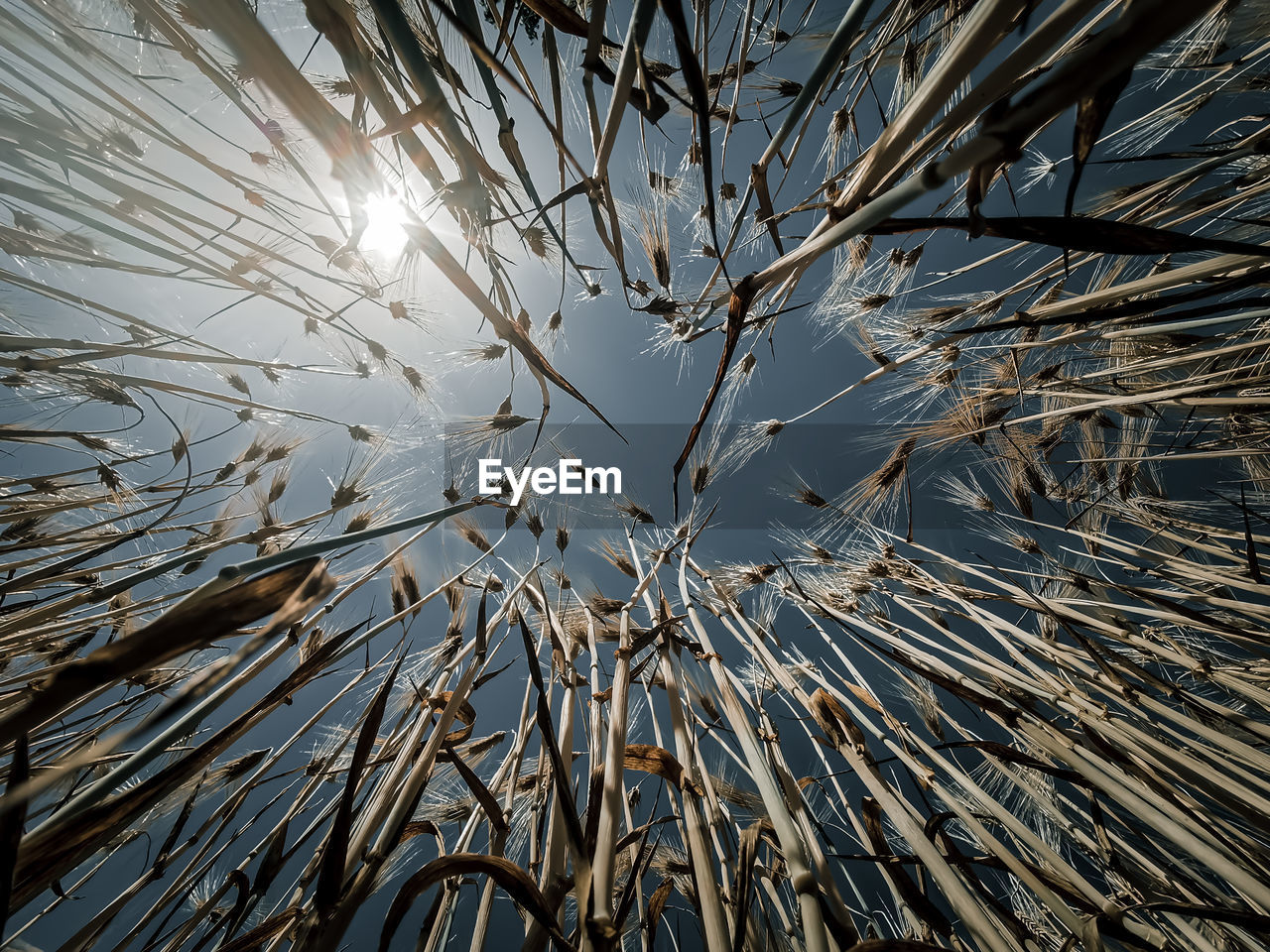 LOW ANGLE VIEW OF TREE AGAINST SKY DURING WINTER