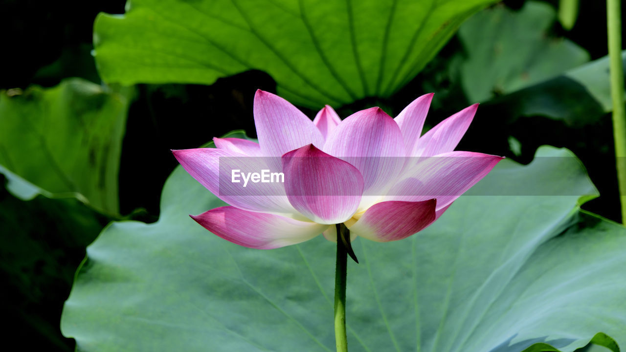 flower, flowering plant, plant, leaf, freshness, aquatic plant, plant part, water lily, beauty in nature, proteales, petal, close-up, lotus water lily, pink, nature, flower head, inflorescence, pond, fragility, lily, growth, green, no people, water, macro photography, outdoors, blossom, springtime