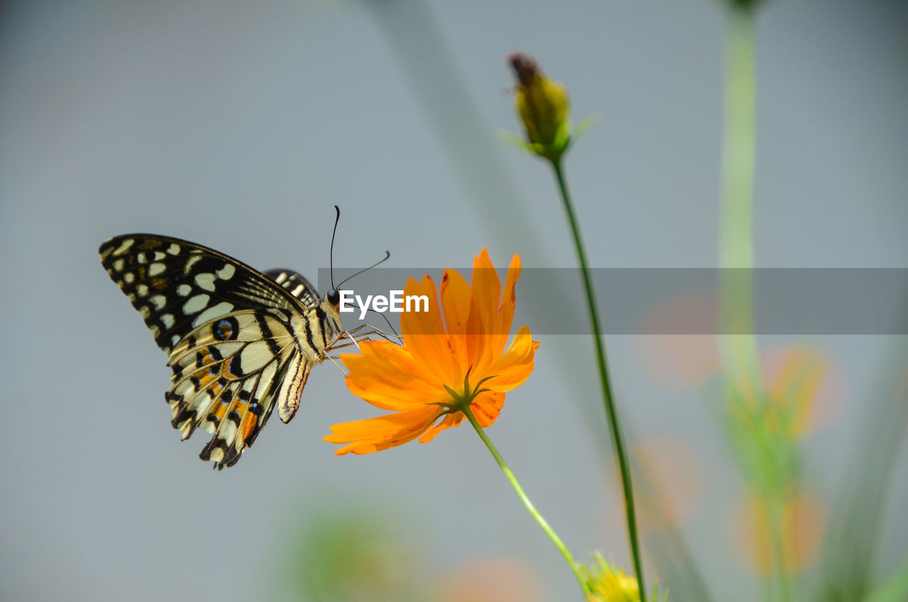 CLOSE-UP OF BUTTERFLY ON FLOWER