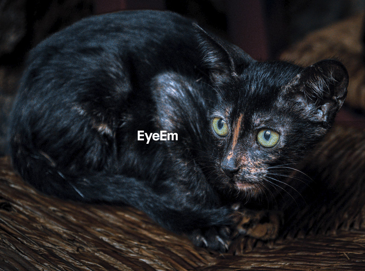 pet, animal, animal themes, cat, mammal, black, one animal, black cat, domestic animals, whiskers, domestic cat, feline, felidae, portrait, looking at camera, small to medium-sized cats, carnivore, indoors, relaxation, no people, animal body part, lying down, close-up, kitten, eye, animal eye