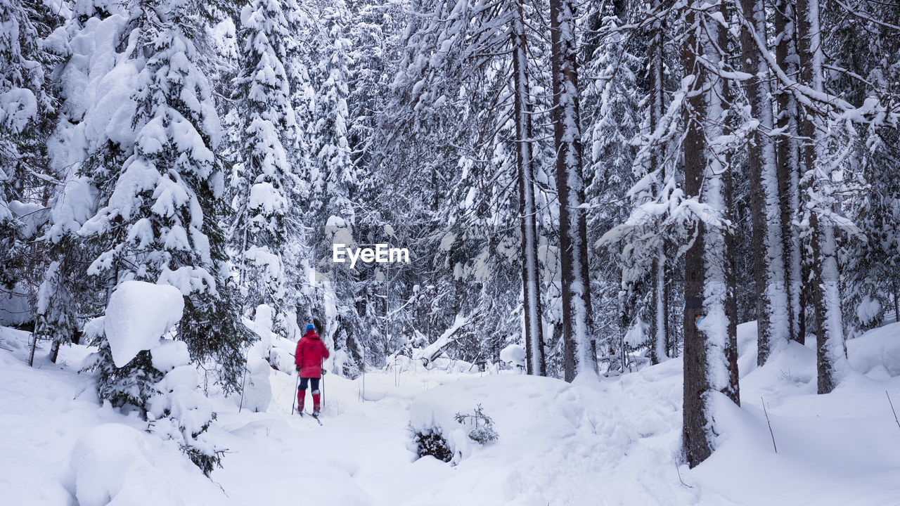 Man walking on snow against bare trees in forest