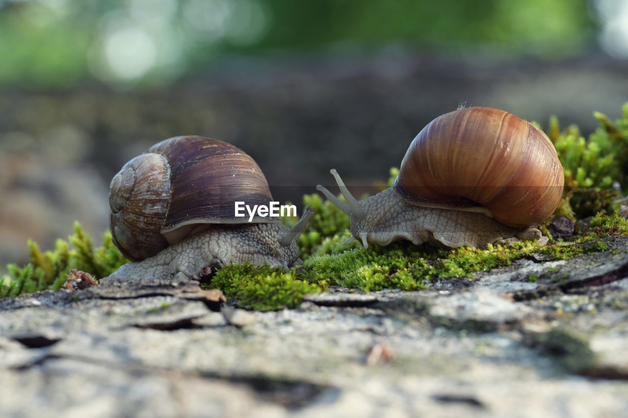 snail, snails and slugs, animal wildlife, animal, animal themes, mollusk, shell, gastropod, animal shell, boredom, wildlife, nature, group of animals, selective focus, no people, close-up, crawling, two animals, macro photography, land, day, outdoors, environment, plant, surface level