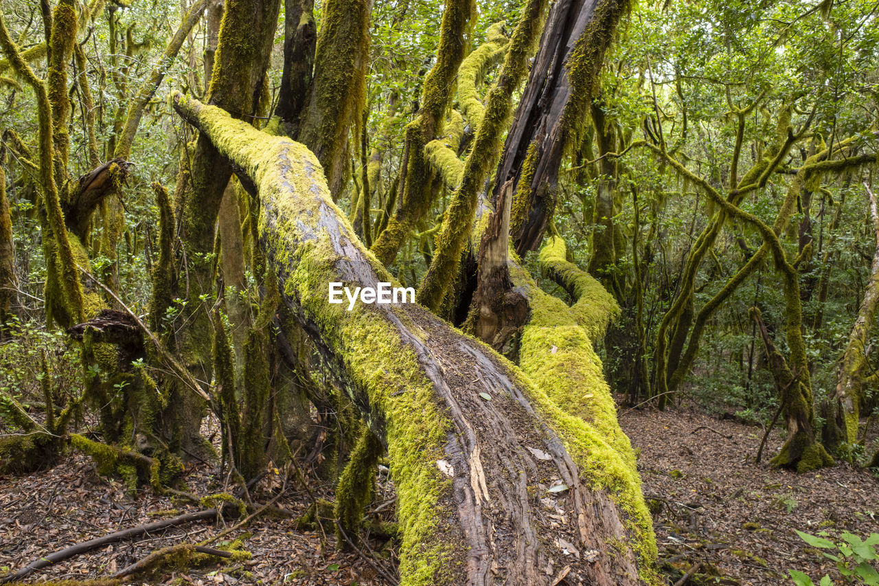 Moss-covered tree in garajonay national park