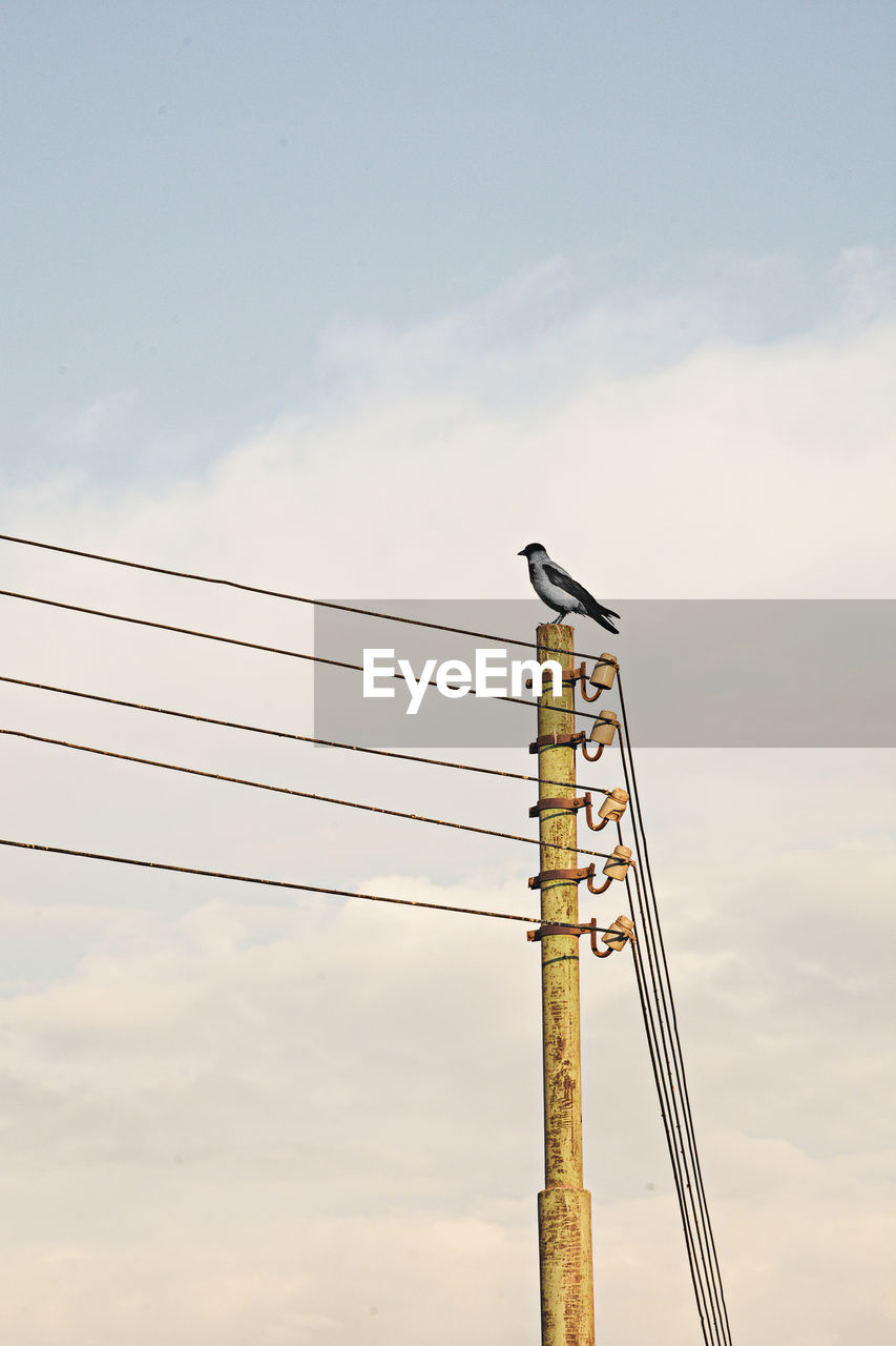 LOW ANGLE VIEW OF BIRDS PERCHING AGAINST SKY