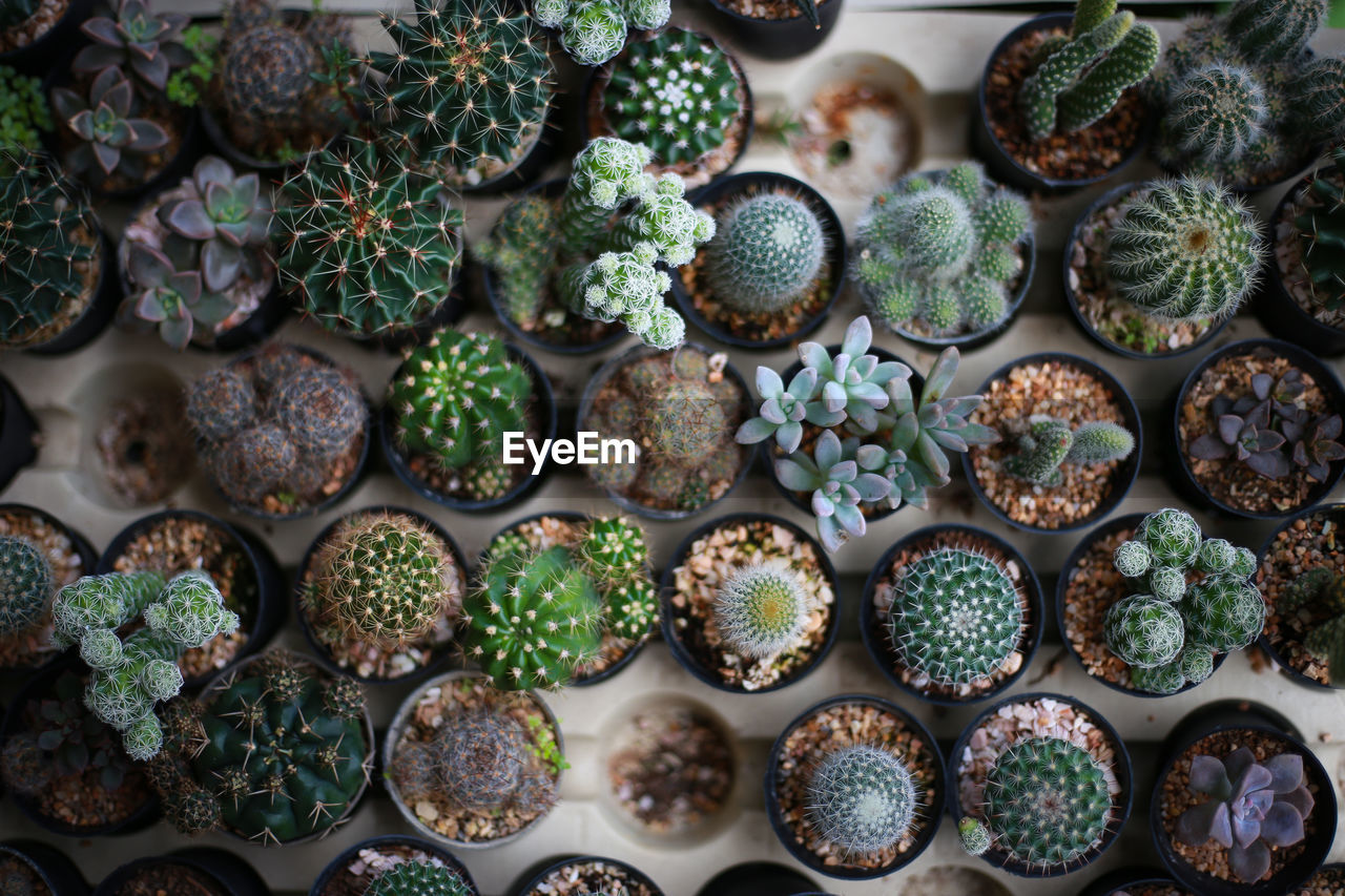 Full frame shot of succulent plants