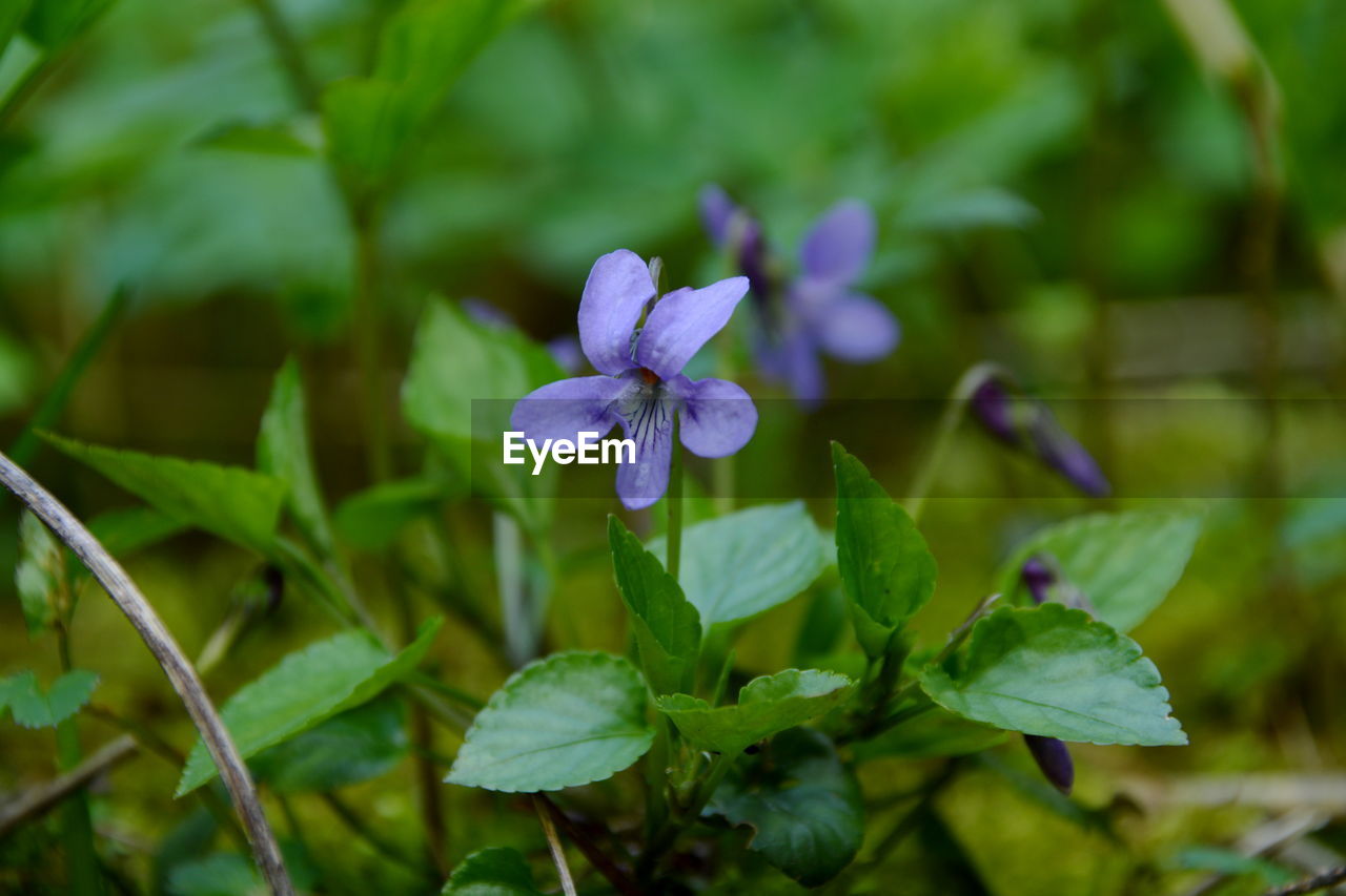Close-up of purple flowers