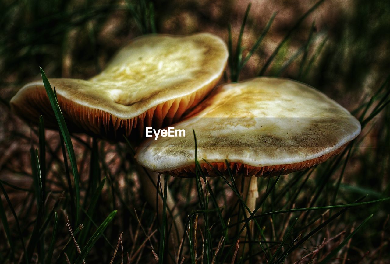 CLOSE-UP OF MUSHROOMS GROWING IN THE FOREST