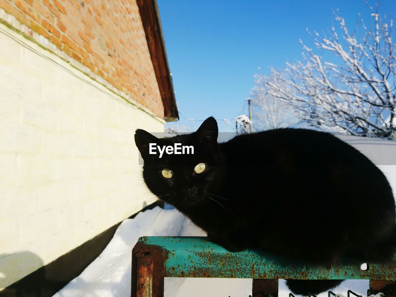 CLOSE-UP PORTRAIT OF CAT ON WALL AGAINST SKY