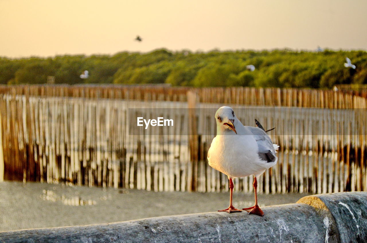 SEAGULL PERCHING ON RETAINING WALL AGAINST SKY