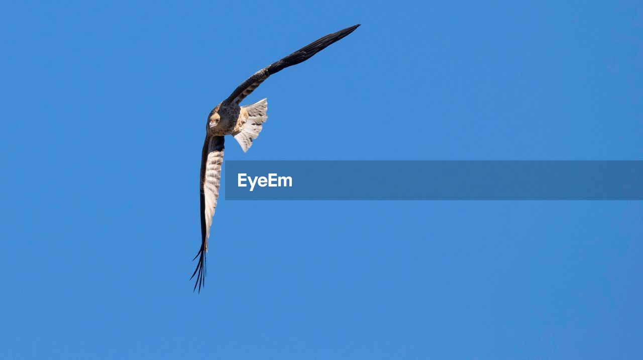 LOW ANGLE VIEW OF BIRD FLYING IN BLUE SKY