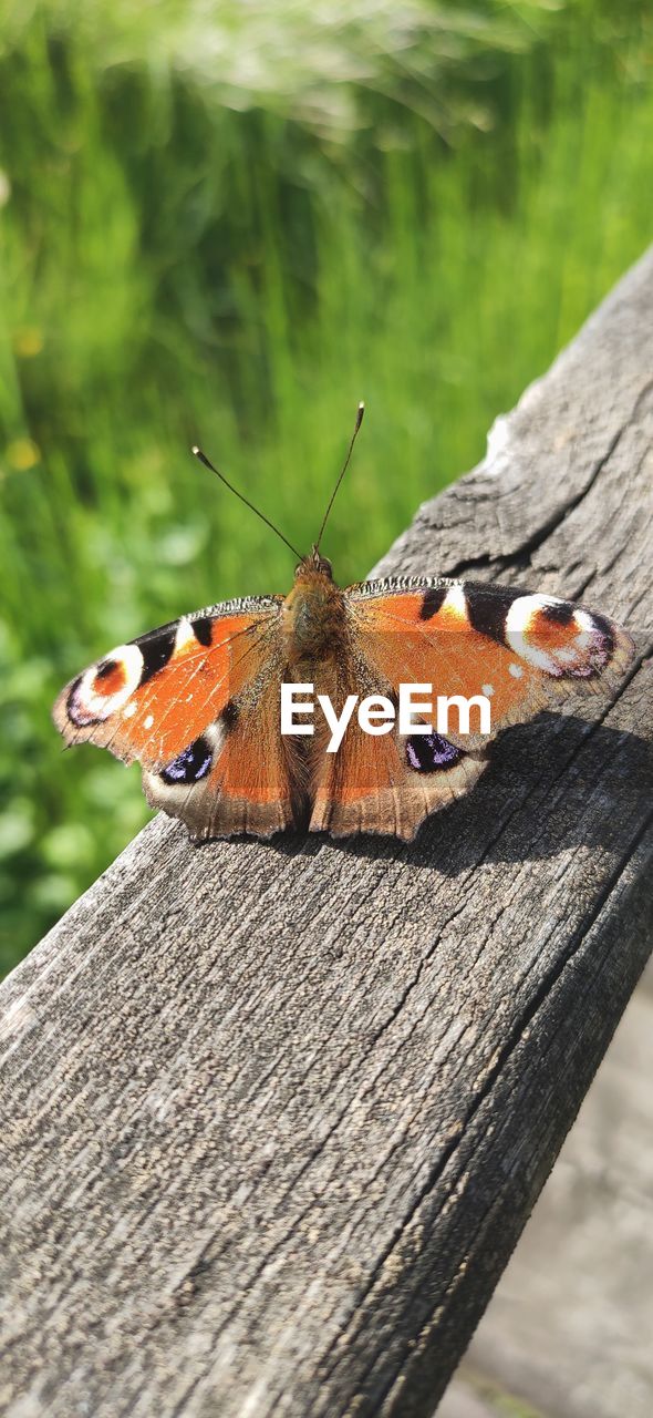 Close-up of butterfly on wood