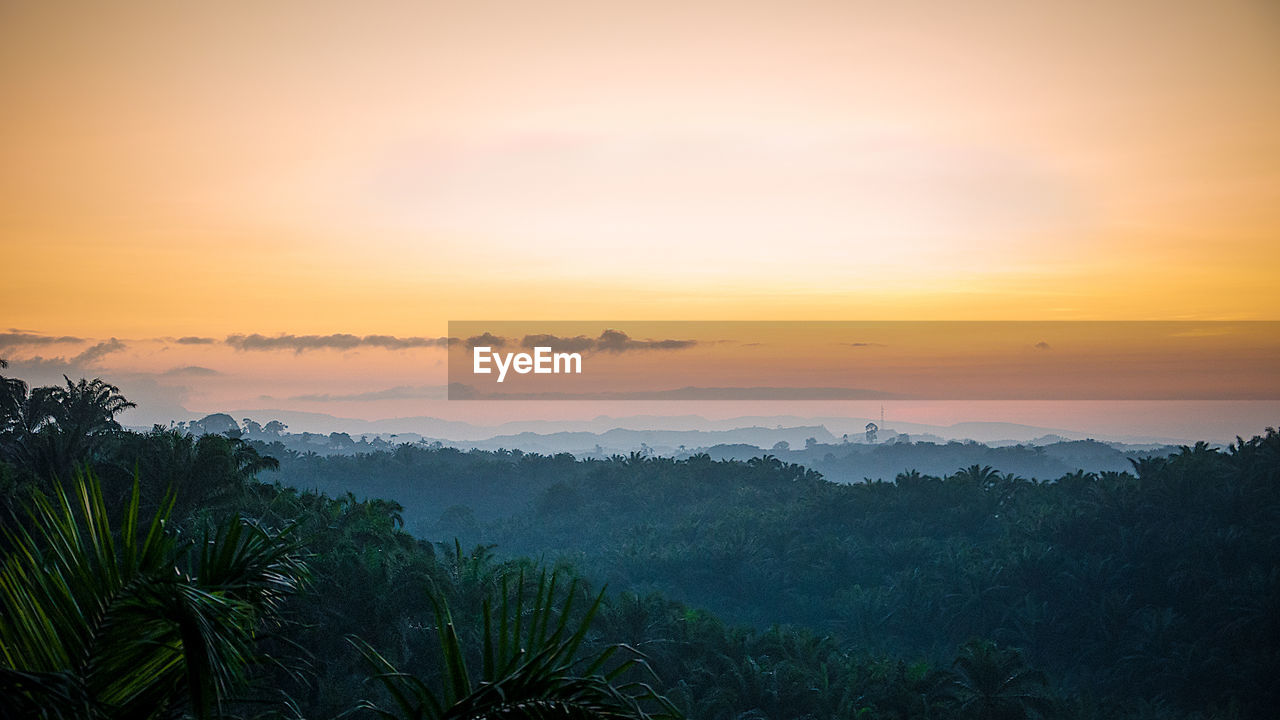 Scenic view of oil palm plantation landscape against sky during sunset