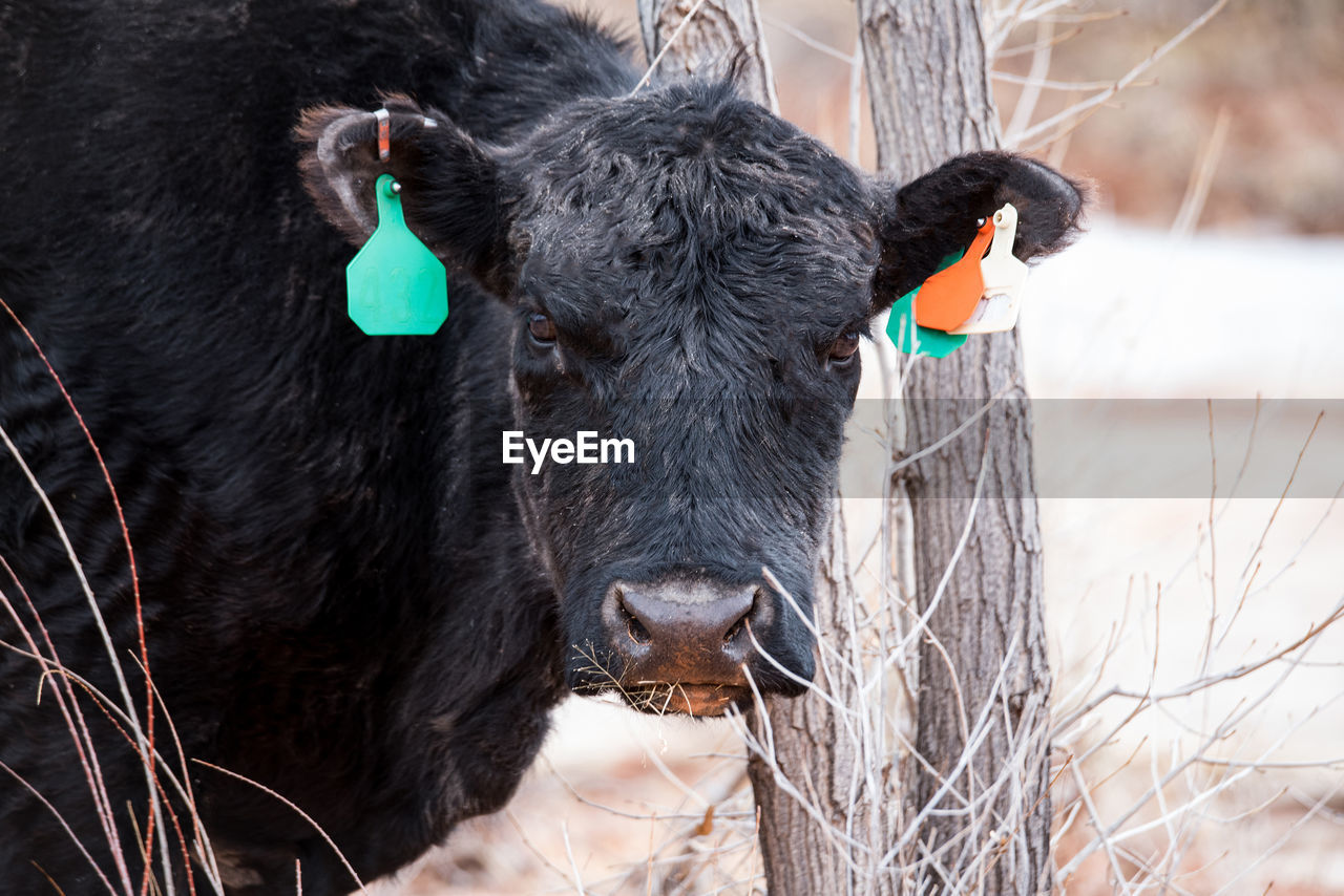 close-up portrait of cow