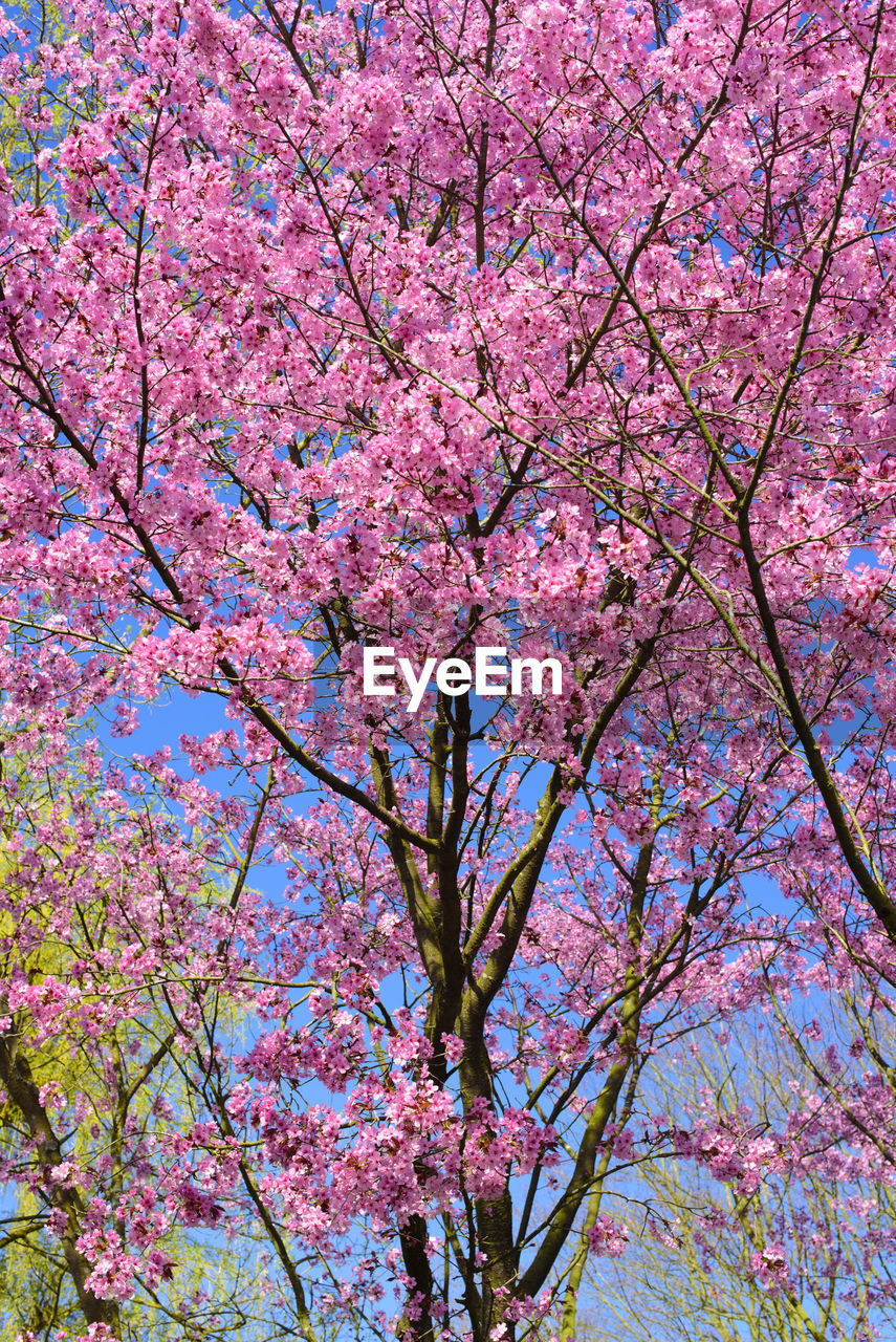 CLOSE-UP OF PINK FLOWER TREE