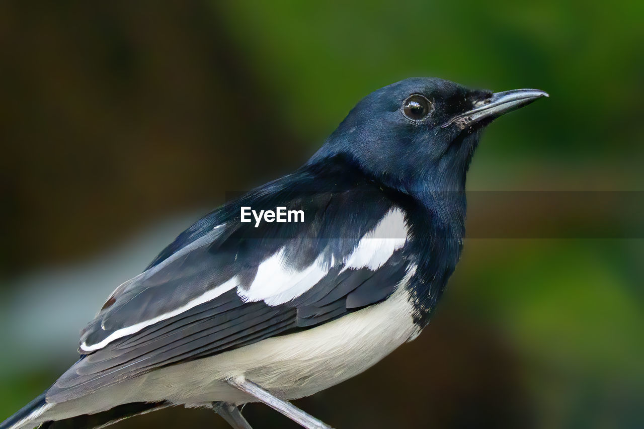 CLOSE-UP OF BIRD PERCHING ON A BLURRED BACKGROUND