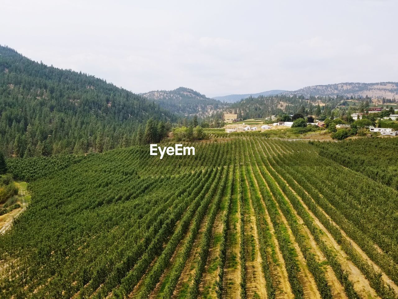 Scenic view of vineyard against sky