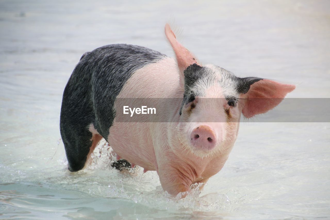 Close-up portrait of  pig in water