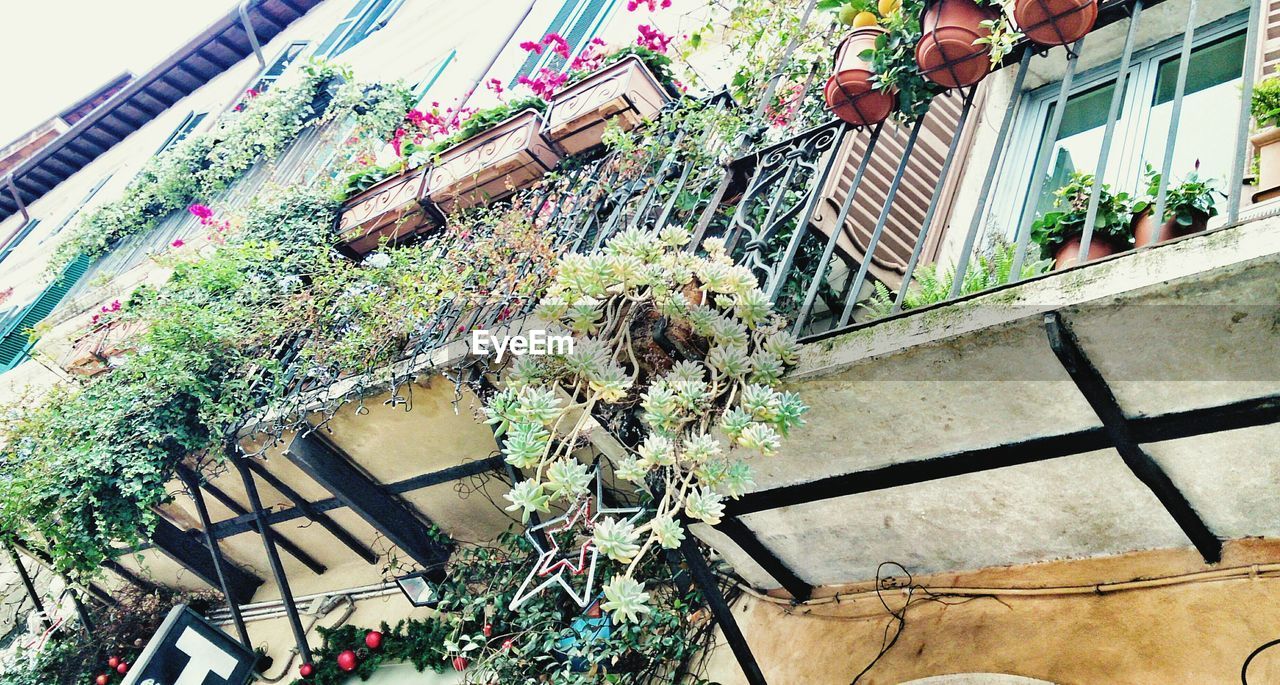 Low angle view of potted plants on house balcony