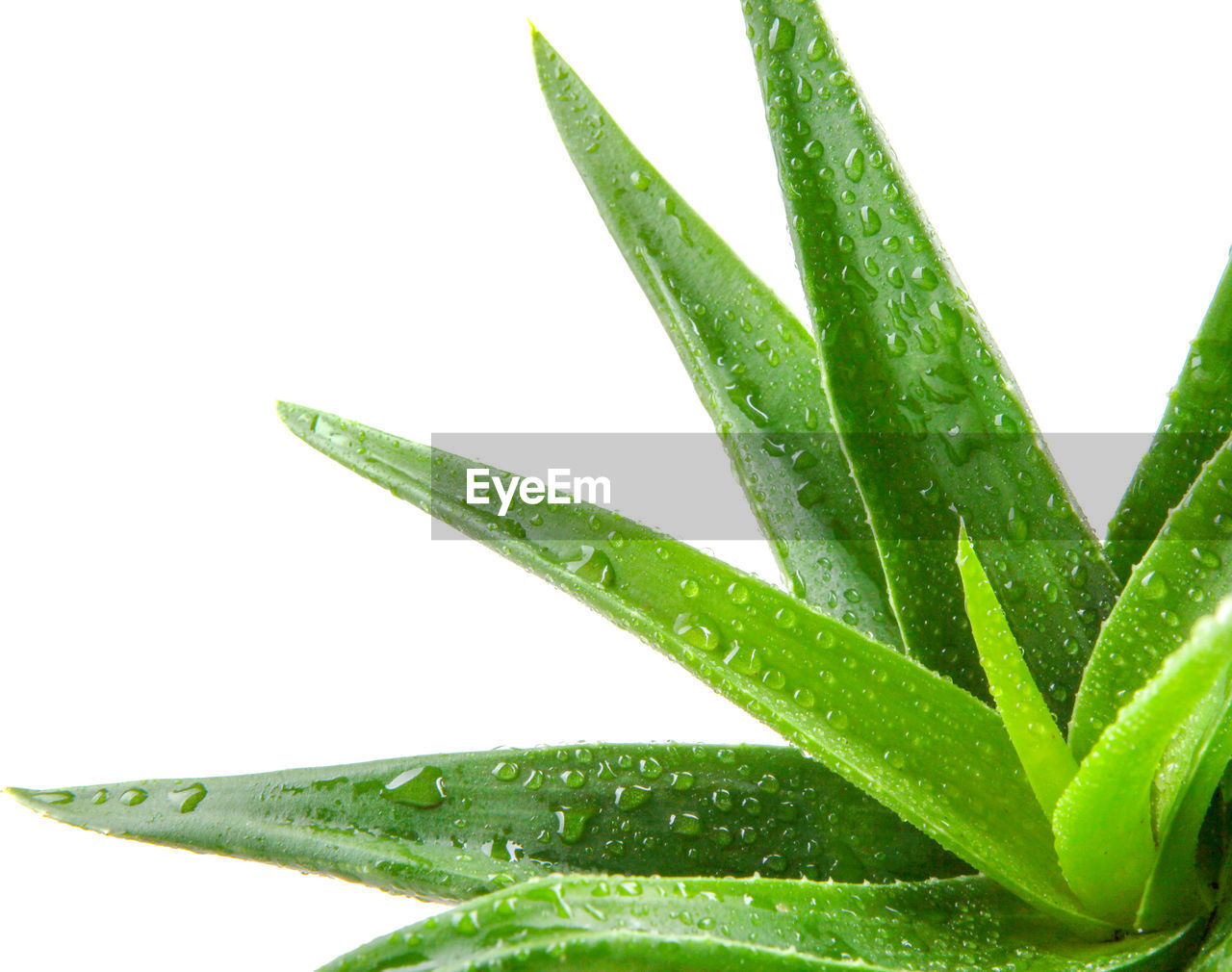 Aloe vera plant isolated on white background.