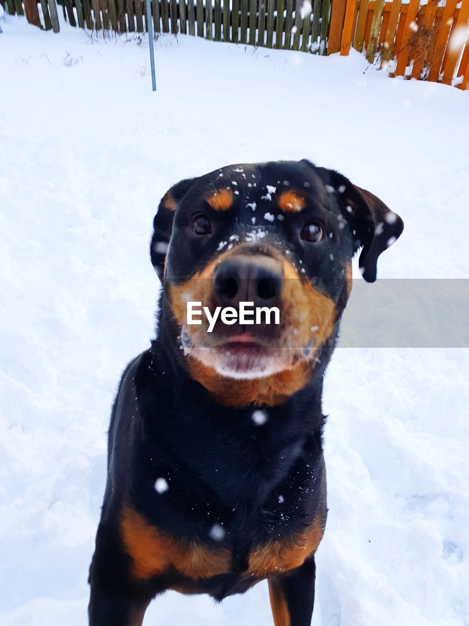 BLACK DOG ON SNOW COVERED FIELD