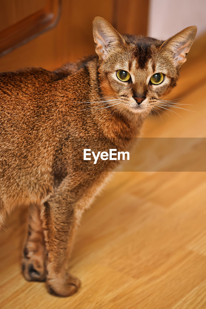 CLOSE-UP PORTRAIT OF TABBY CAT