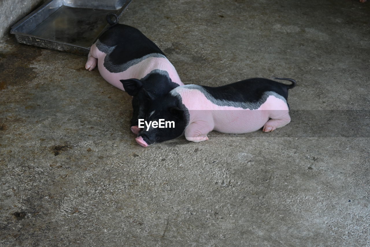 High angle view of pigs relaxing on floor