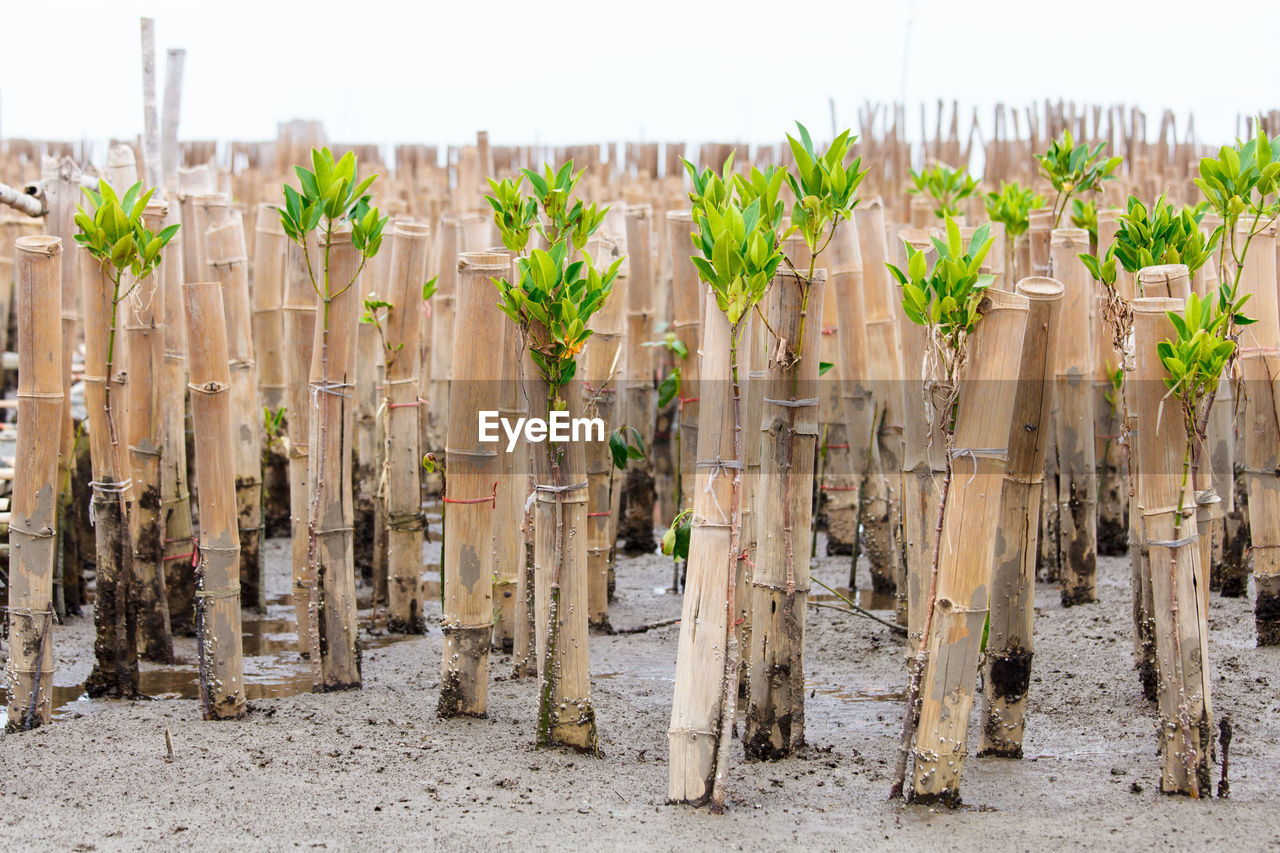 PANORAMIC SHOT OF PLANTS ON FIELD