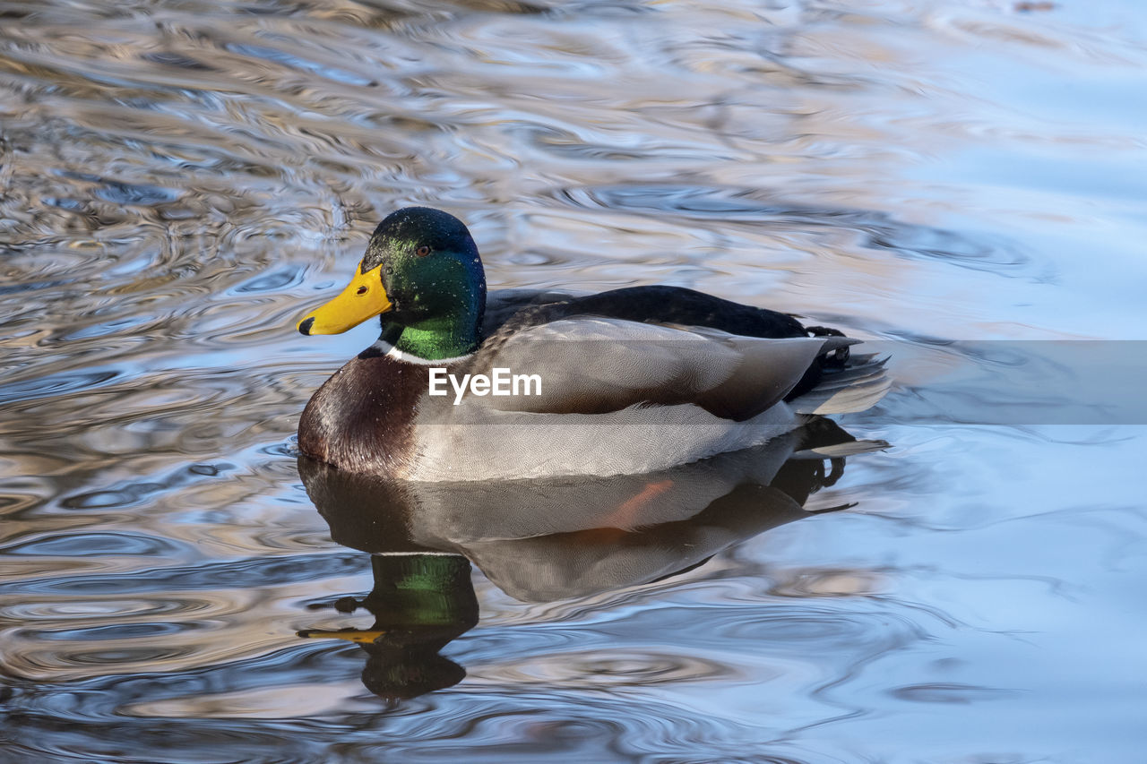 bird, animal themes, animal, animal wildlife, wildlife, water, duck, mallard, ducks, geese and swans, lake, swimming, poultry, water bird, beak, one animal, nature, mallard duck, reflection, no people, rippled, waterfront, wing, day, outdoors, beauty in nature, floating, motion