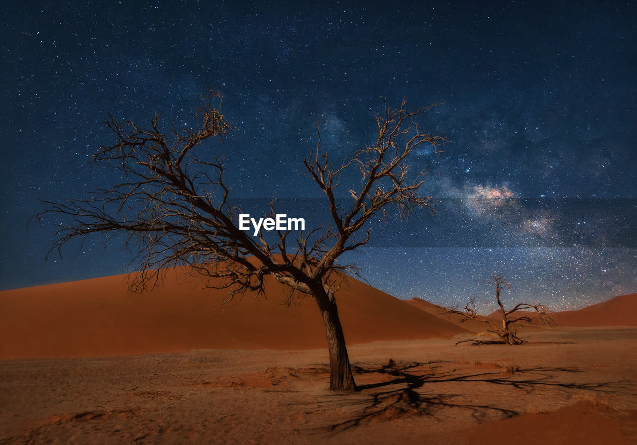 Bare tree on desert against sky at night