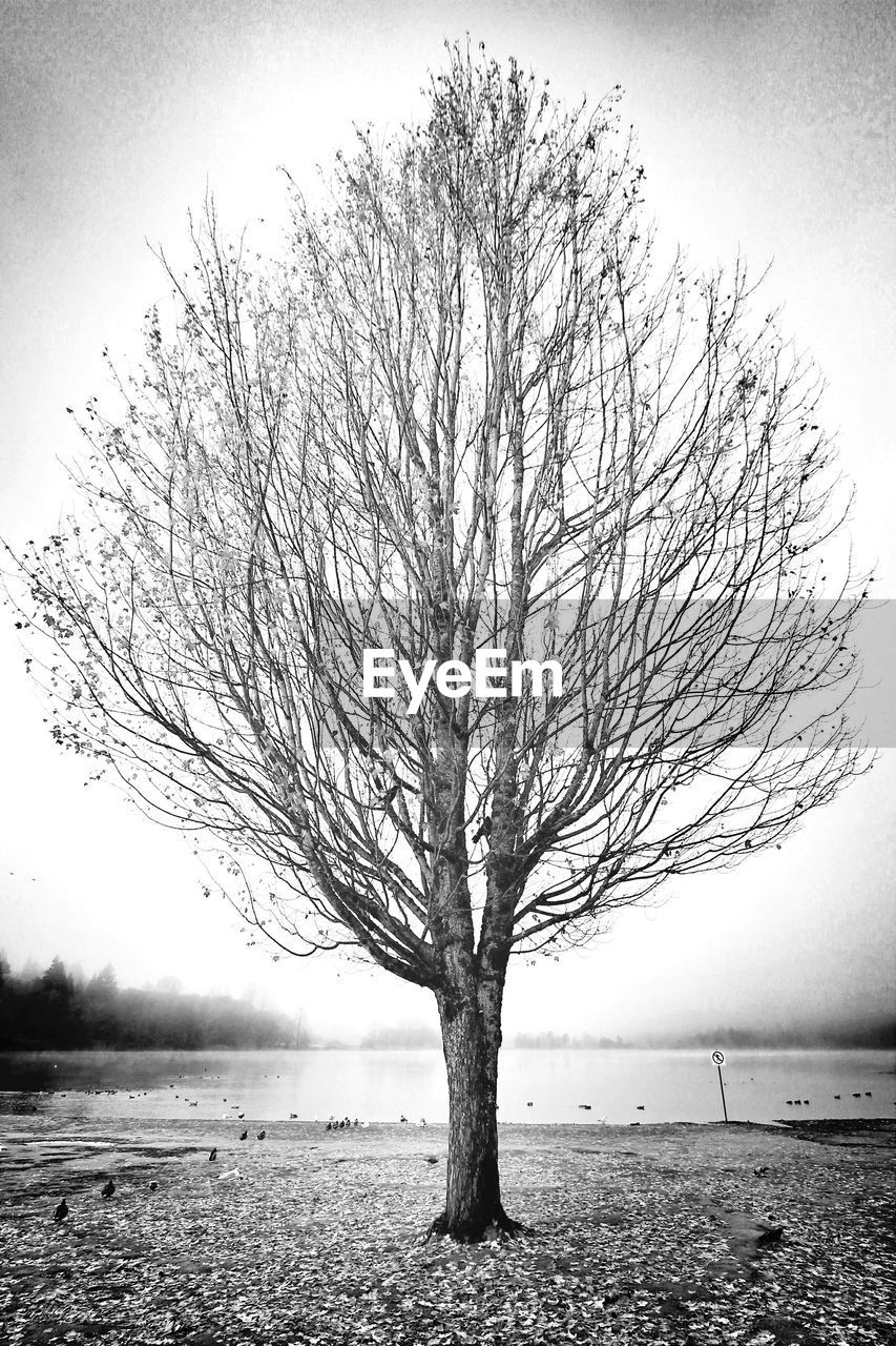 Bare tree on field against sky