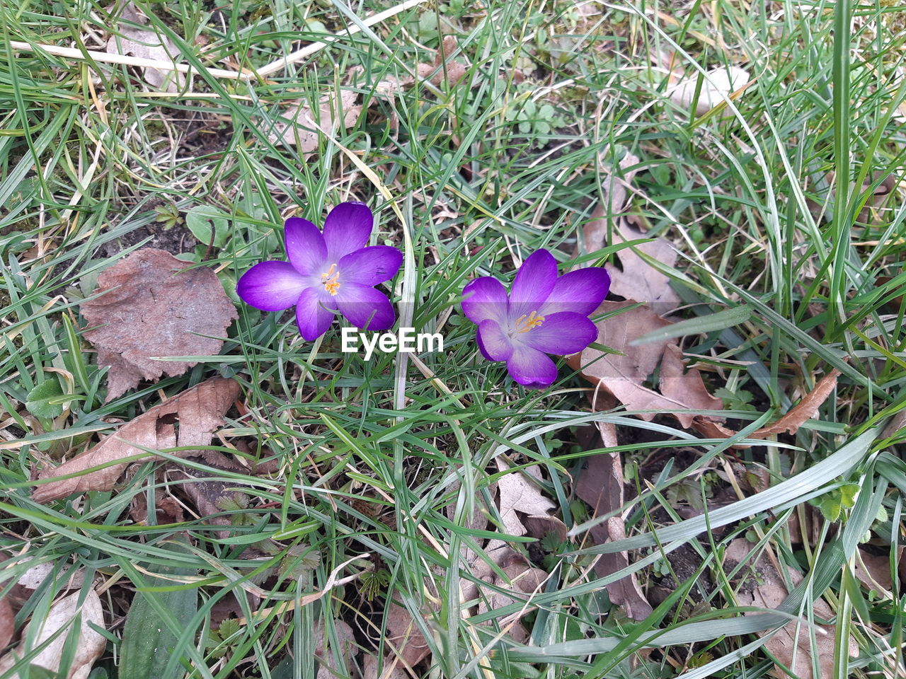 plant, flowering plant, flower, growth, freshness, beauty in nature, fragility, nature, purple, grass, field, land, high angle view, petal, iris, crocus, day, no people, inflorescence, flower head, close-up, green, wildflower, outdoors, leaf, plant part