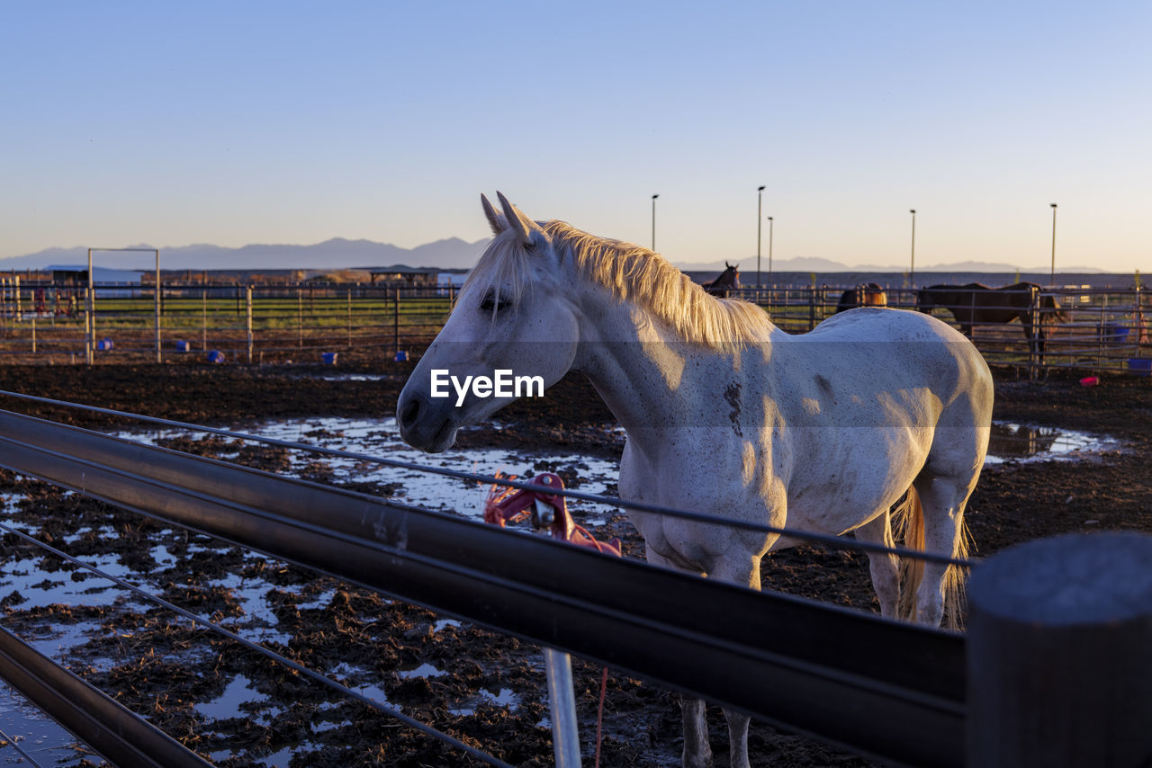 Bay horse standing on the farm, split rail metal fence in a pasture, mountain view in the background