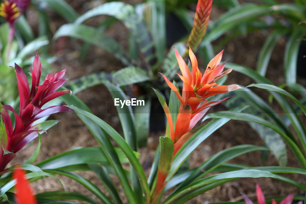 CLOSE-UP OF RED FLOWERING PLANT