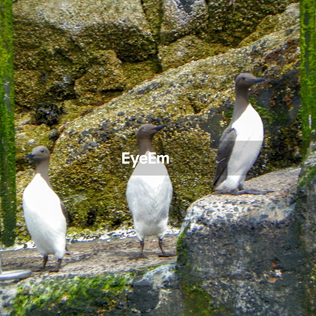 BIRD PERCHED ON WHITE SURFACE