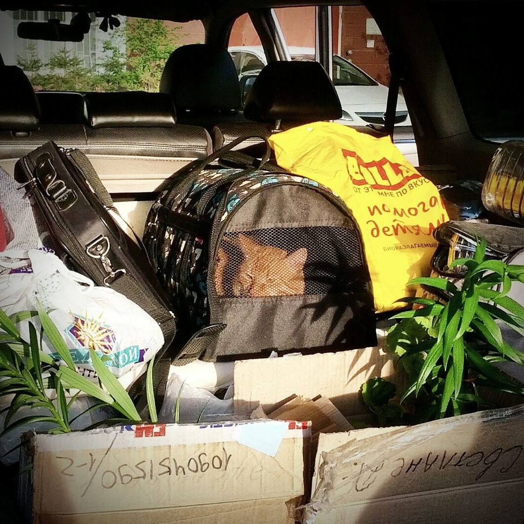 Bags and cardboard boxes in car trunk