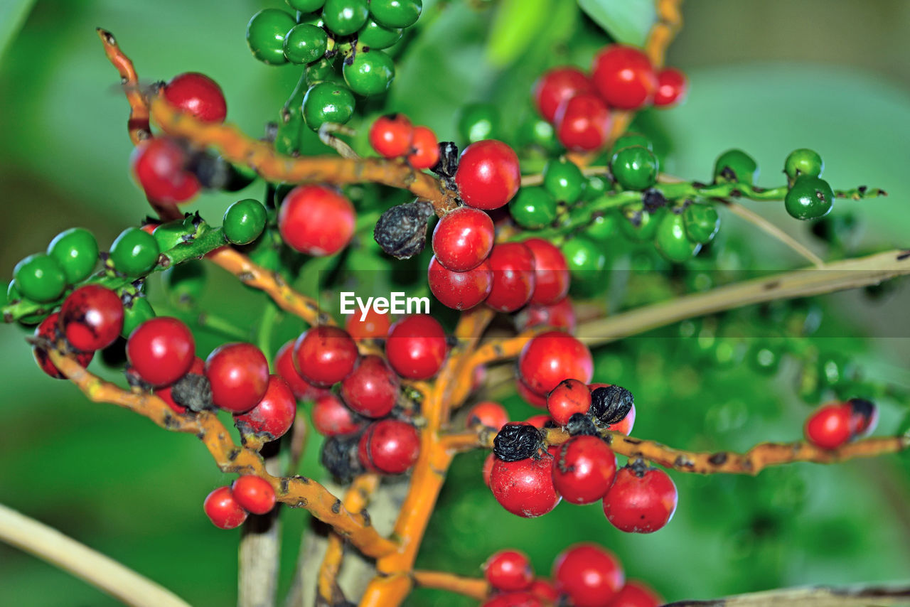 CLOSE-UP OF RED BERRIES ON TREE