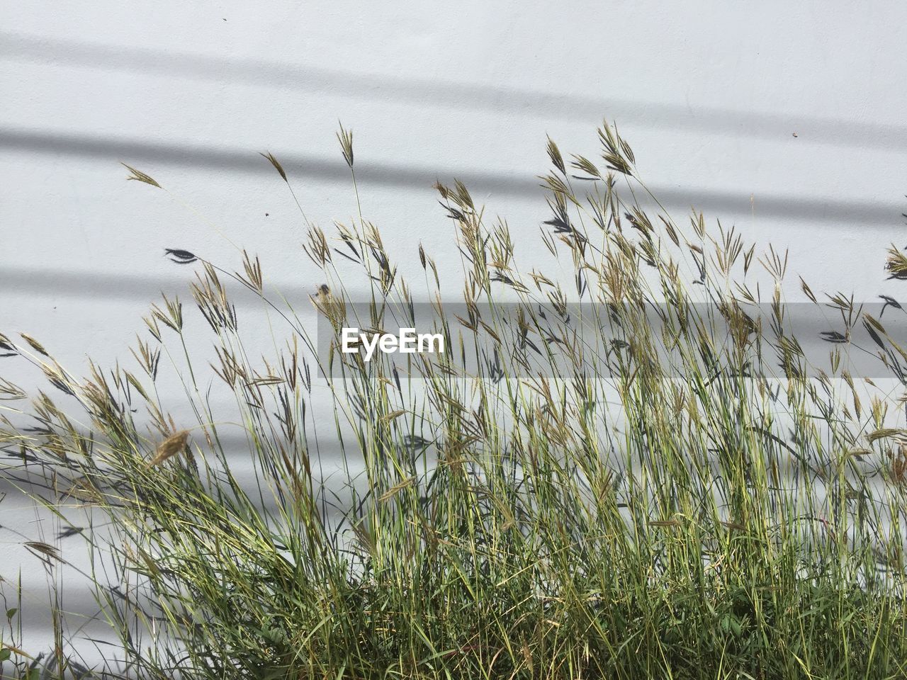 CLOSE-UP OF GRASS GROWING ON FIELD